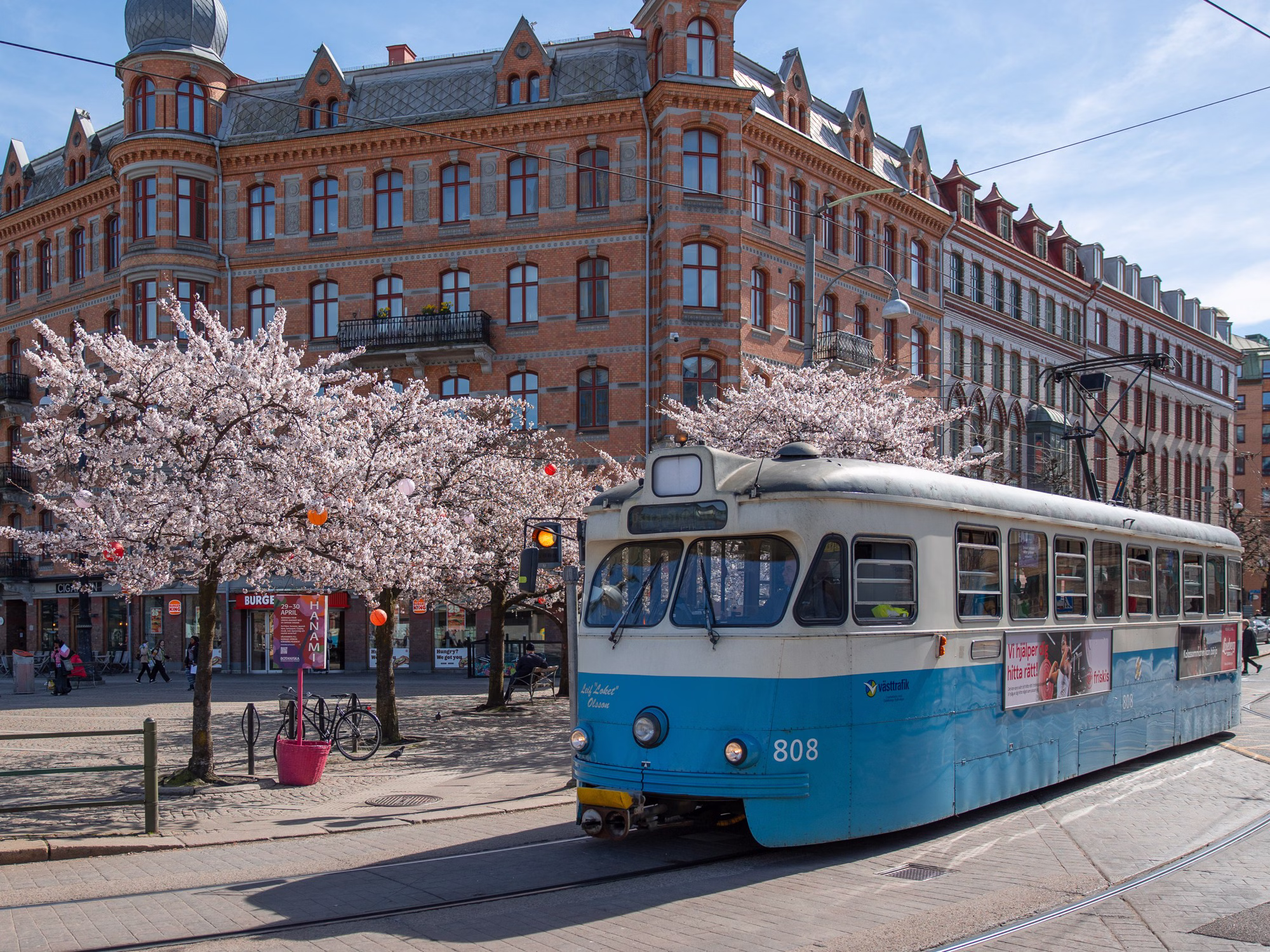 Blå spårvagn framför tegelhus och körsbärsblom i centrala Göteborg